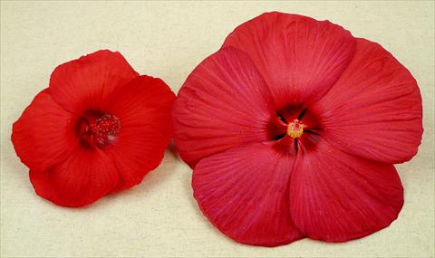 Photos von Blumenvarianten benutzt als: Topf und Beet Hibiscus moscheutos Newbiscus® Red Sky