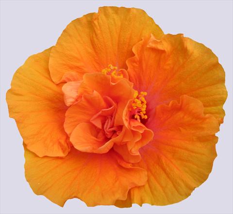 Photos von Blumenvarianten benutzt als: Topf und Beet Hibiscus rosa-sinensis Ohana® Arancio Doppio