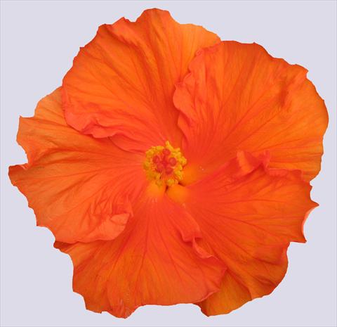 Photos von Blumenvarianten benutzt als: Topf und Beet Hibiscus rosa-sinensis Ohana® Arancio