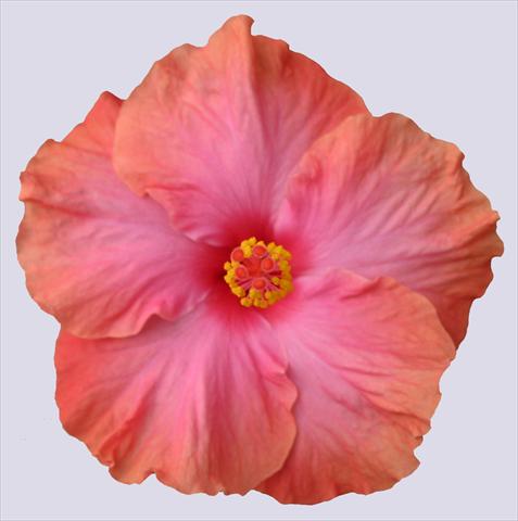 Photos von Blumenvarianten benutzt als: Topf und Beet Hibiscus rosa-sinensis Ohana® Salmone