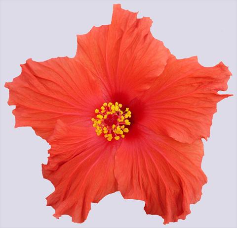 Photos von Blumenvarianten benutzt als: Topf und Beet Hibiscus rosa-sinensis Paramaribo