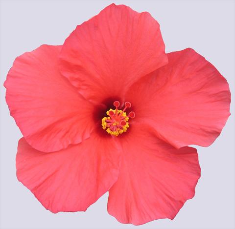 Photos von Blumenvarianten benutzt als: Topf und Beet Hibiscus rosa-sinensis Rosaly