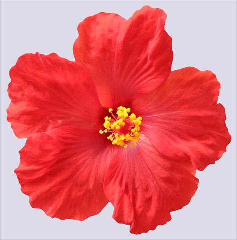 Photos von Blumenvarianten benutzt als: Topf und Beet Hibiscus rosa-sinensis Sunny Cities® Porto