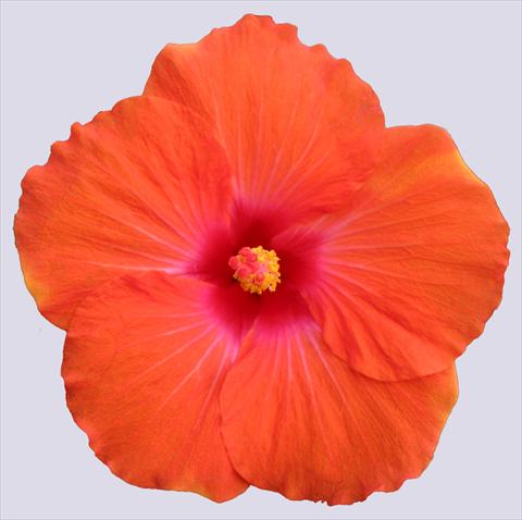 Photos von Blumenvarianten benutzt als: Topf und Beet Hibiscus rosa-sinensis Trade Winds Calypso® Orange