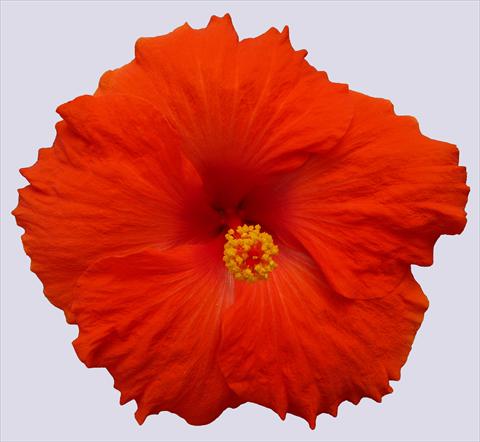 Photos von Blumenvarianten benutzt als: Topf und Beet Hibiscus rosa-sinensis Trade Winds Calypso® Red