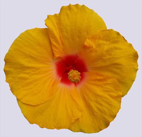 Photos von Blumenvarianten benutzt als: Topf und Beet Hibiscus rosa-sinensis Trade Winds Calypso® Yellow