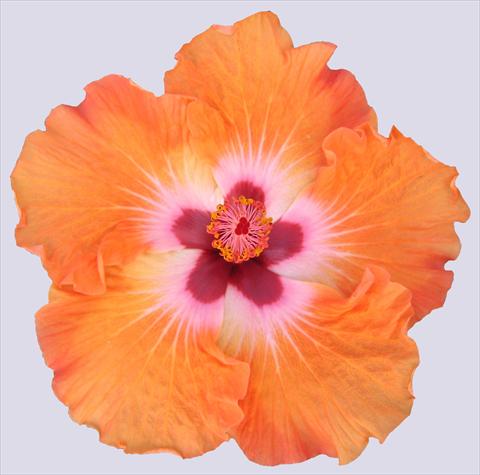 Photos von Blumenvarianten benutzt als: Topf und Beet Hibiscus rosa-sinensis Trade Winds Casa Grande® Orange