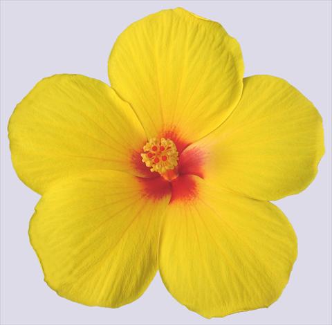 Photos von Blumenvarianten benutzt als: Topf und Beet Hibiscus rosa-sinensis Trade Winds Cassiopea Wind®