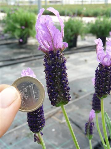 Photos von Blumenvarianten benutzt als: Topf und Beet Lavandula stoechas Springbreak® Violet Lace