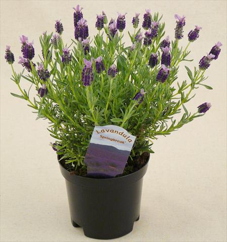 Photos von Blumenvarianten benutzt als: Topf und Beet Lavandula stoechas Springbreak® Winter Bee