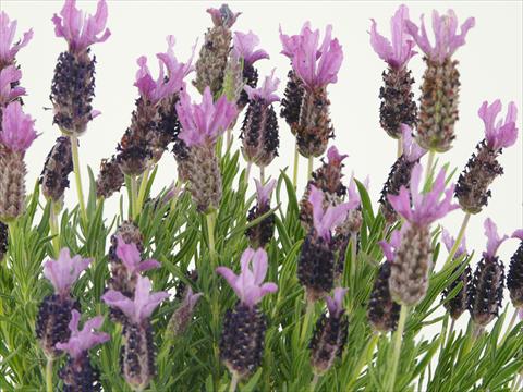 Photos von Blumenvarianten benutzt als: Topf und Beet Lavandula stoechas Springbreak® Winter Lace