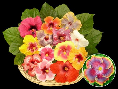 Photos von Blumenvarianten benutzt als: Topf und Beet Hibiscus rosa-sinensis Jumboliscus®