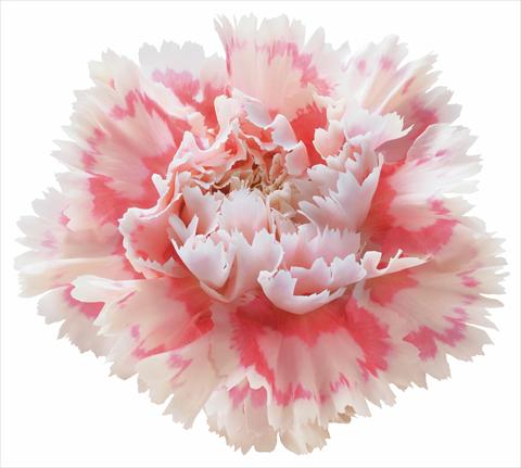 Photos von Blumenvarianten benutzt als: Schnittblume Dianthus caryophyllus Nobbio® Pink Delight