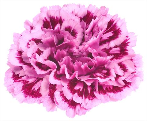 Photos von Blumenvarianten benutzt als: Schnittblume Dianthus caryophyllus Nobbio® Spotlight