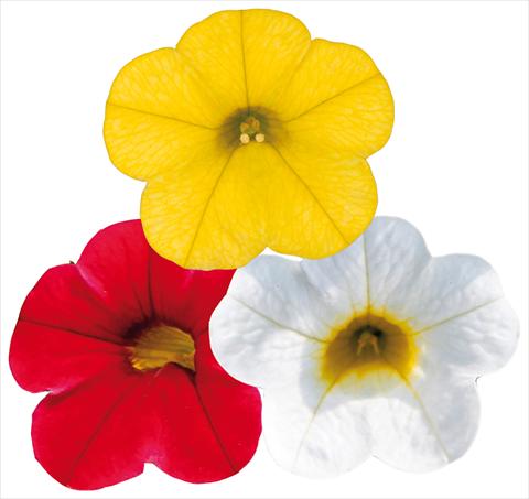 Photos von Blumenvarianten benutzt als: Topf, Terrasse, Ampel. 3 Combo ColoursGames Capri Mix