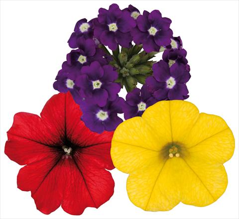 Photos von Blumenvarianten benutzt als: Topf, Terrasse, Ampel. 3 Combo ColoursGames Contrast Mix 2