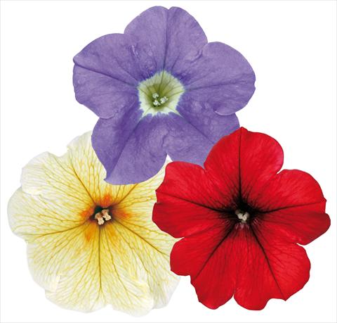 Photos von Blumenvarianten benutzt als: Topf, Terrasse, Ampel. 3 Combo ColoursGames Surfinia Contrast Mix