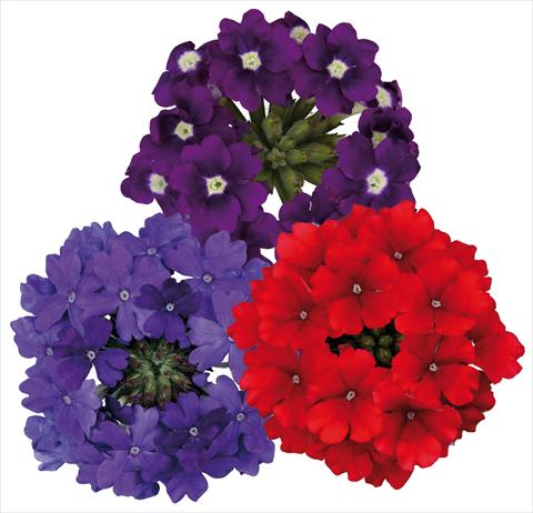 Photos von Blumenvarianten benutzt als: Topf, Terrasse, Ampel. 3 Combo ColoursGames Temari Contrast Mix