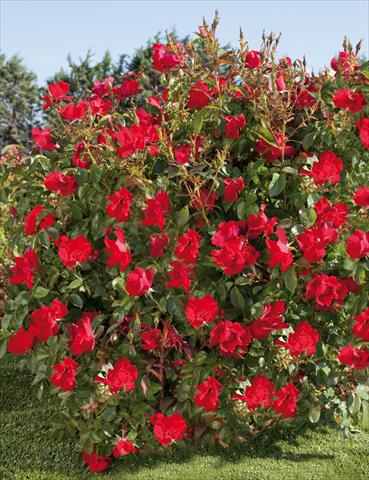Photos von Blumenvarianten benutzt als: Topf und Beet Rosa paesaggistica La Sevillana® Plus