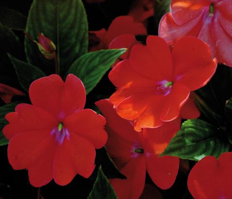 Photos von Blumenvarianten benutzt als: Topf und Beet Impatiens N. Guinea SunPatiens® Spreading Corona