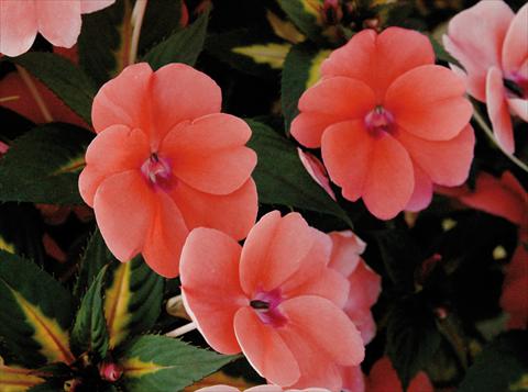 Photos von Blumenvarianten benutzt als: Topf und Beet Impatiens N. Guinea SunPatiens® Vigorous Coral