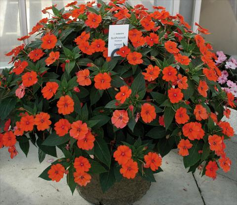 Photos von Blumenvarianten benutzt als: Topf und Beet Impatiens N. Guinea SunPatiens® Vigorous Orange