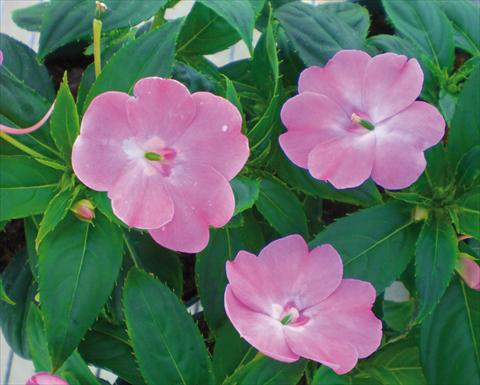 Photos von Blumenvarianten benutzt als: Topf und Beet Impatiens N. Guinea SunPatiens® Vigorous Pink