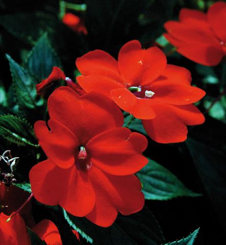 Photos von Blumenvarianten benutzt als: Topf und Beet Impatiens N. Guinea SunPatiens® Compact Orange