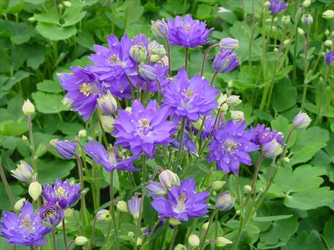 Photos von Blumenvarianten benutzt als: Topf und Beet Aquilegia vulgaris Clementine Blue