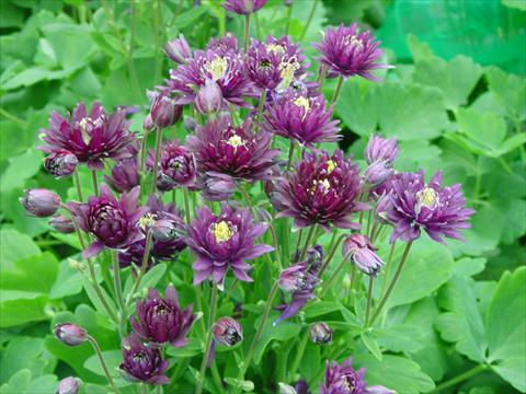 Photos von Blumenvarianten benutzt als: Topf und Beet Aquilegia vulgaris Clementine Dark Purple