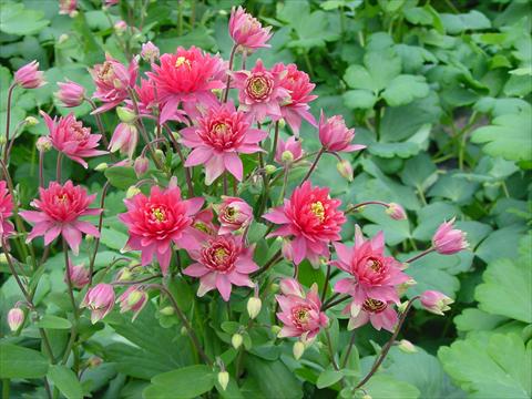 Photos von Blumenvarianten benutzt als: Topf und Beet Aquilegia vulgaris Clementine Red