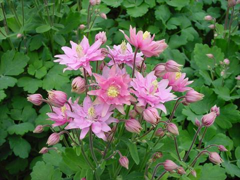 Photos von Blumenvarianten benutzt als: Topf und Beet Aquilegia vulgaris Clementine Rose