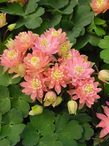 Photos von Blumenvarianten benutzt als: Topf und Beet Aquilegia vulgaris Clementine Salmon Rose