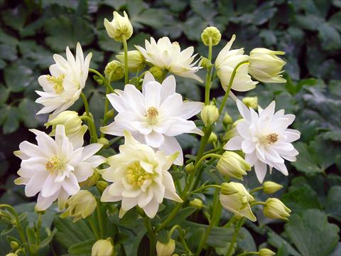 Photos von Blumenvarianten benutzt als: Topf und Beet Aquilegia vulgaris Clementine White