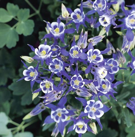Photos von Blumenvarianten benutzt als: Topf und Beet Aquilegia vulgaris Winky Blue-White Imp