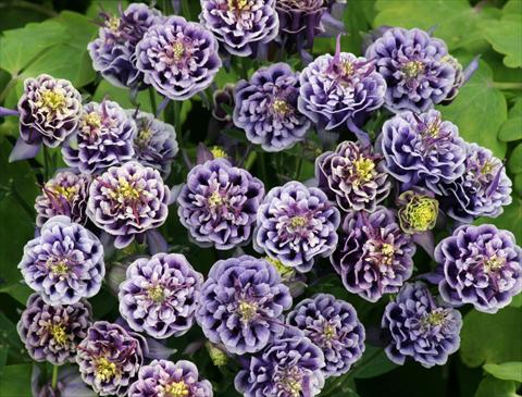 Photos von Blumenvarianten benutzt als: Topf und Beet Aquilegia vulgaris Winky Double Dark Blue-White