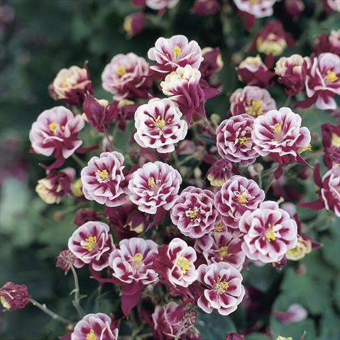 Photos von Blumenvarianten benutzt als: Topf und Beet Aquilegia vulgaris Winky Double Red-White