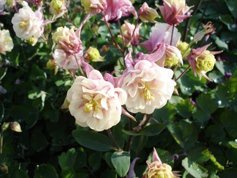 Photos von Blumenvarianten benutzt als: Topf und Beet Aquilegia vulgaris Winky Double Rose-White