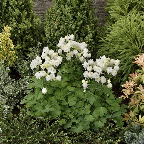 Photos von Blumenvarianten benutzt als: Topf und Beet Aquilegia vulgaris Winky Double White-White