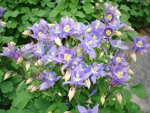 Photos von Blumenvarianten benutzt als: Topf und Beet Aquilegia vulgaris Winky Early Sky Blue