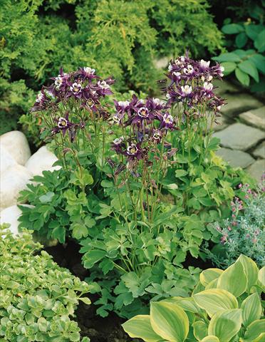 Photos von Blumenvarianten benutzt als: Topf und Beet Aquilegia vulgaris Winky Purple-White
