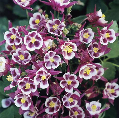 Photos von Blumenvarianten benutzt als: Topf und Beet Aquilegia vulgaris Winky Red-White