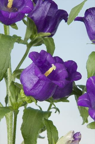 Photos von Blumenvarianten benutzt als: Topf und Beet Campanula medium Campana Blue