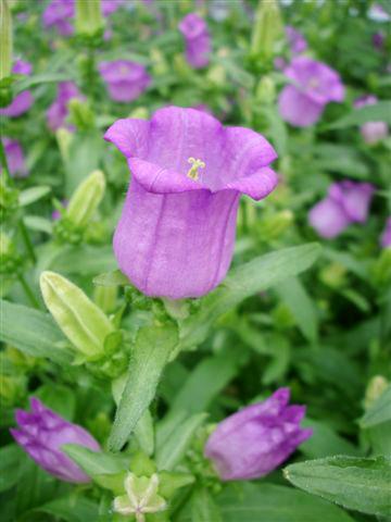 Photos von Blumenvarianten benutzt als: Topf und Beet Campanula medium Campana Lilac