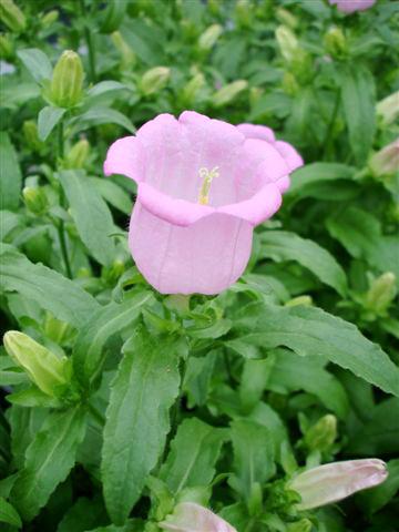 Photos von Blumenvarianten benutzt als: Topf und Beet Campanula medium Campana Pink
