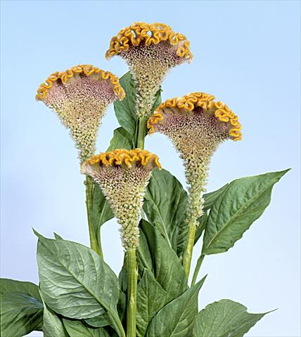 Photos von Blumenvarianten benutzt als: Topf und Beet Celosia cristata Bombay Fidor