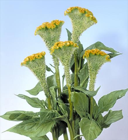 Photos von Blumenvarianten benutzt als: Topf und Beet Celosia cristata Bombay Figo