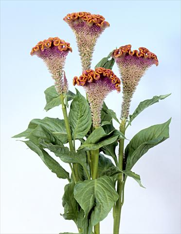 Photos von Blumenvarianten benutzt als: Topf und Beet Celosia cristata Bombay Fiora
