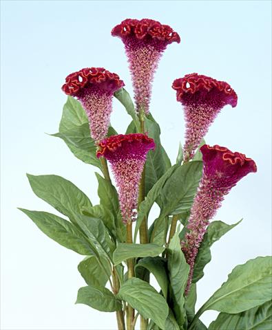 Photos von Blumenvarianten benutzt als: Topf und Beet Celosia cristata Bombay Fire