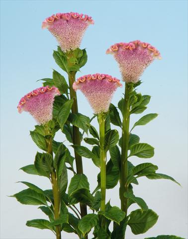 Photos von Blumenvarianten benutzt als: Topf und Beet Celosia cristata Bombay Firosa